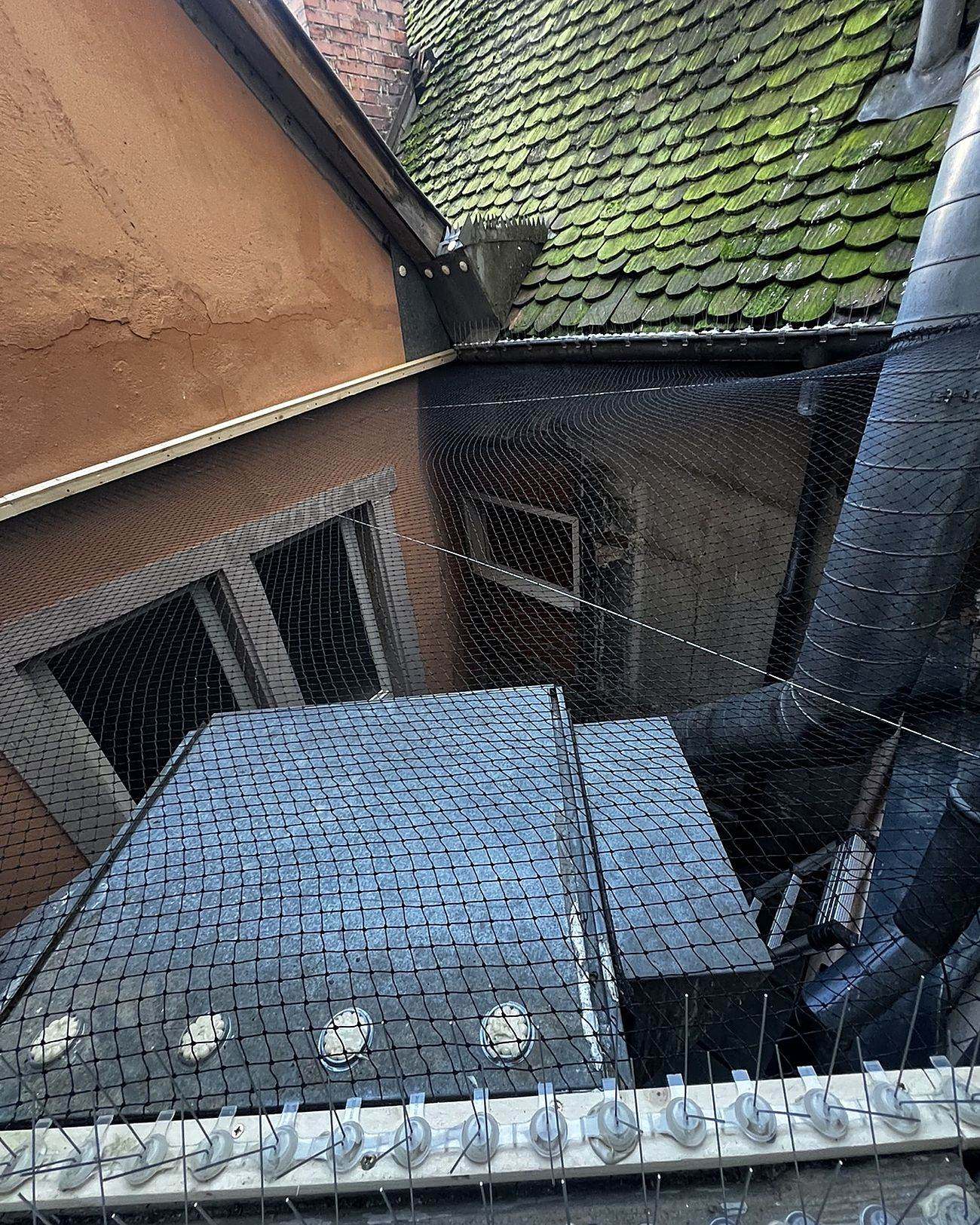 Traitement pigeons et nuisibles volants en Alsace par Nettoyage Nuisibles