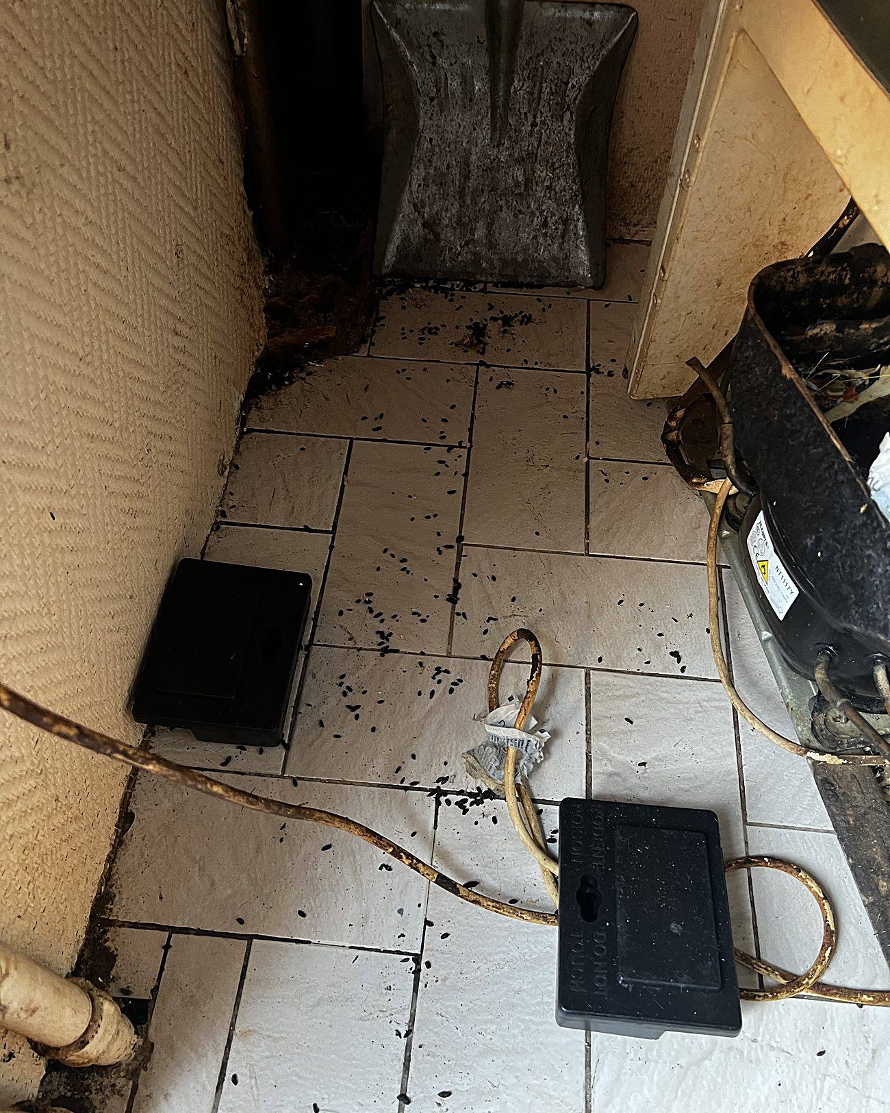 Traitement rats et souris en Alsace par Nettoyage Nuisibles